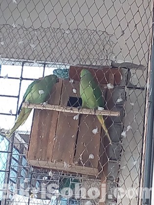 Ring neck parrot breeding pair